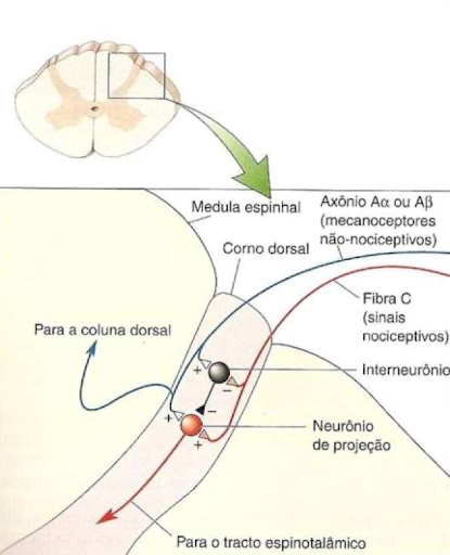 Teoria do portão da dor e inibição da fibra C, causadora da sensação dolorosa